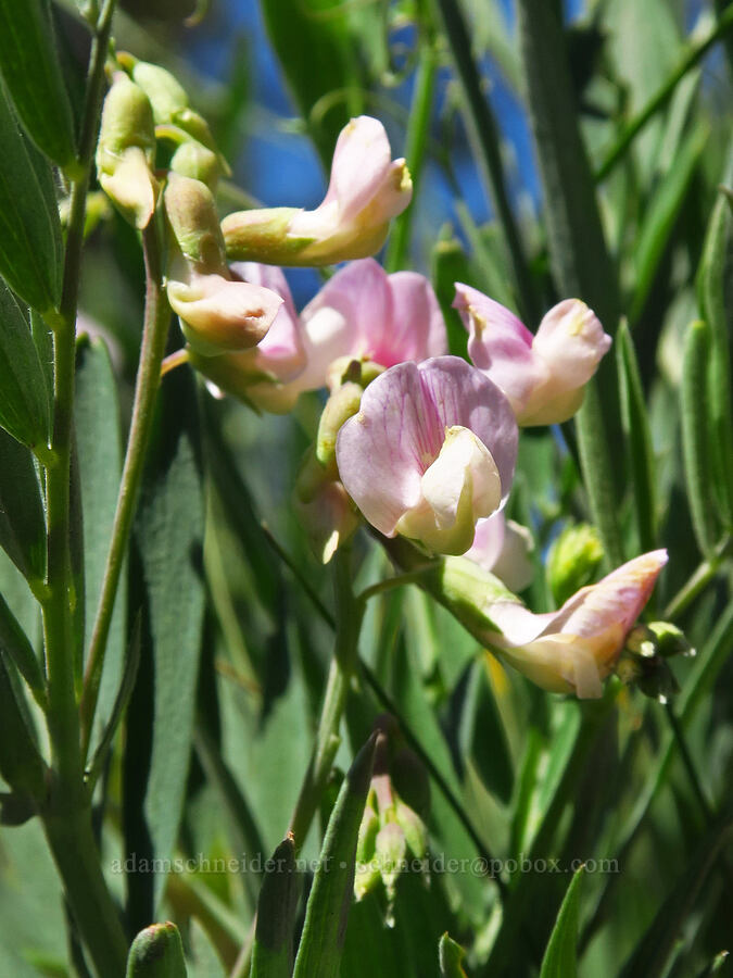Lanzwert's pea-vine (Lathyrus lanszwertii var. lanszwertii) [Forest Road 22, Ochoco National Forest, Crook County, Oregon]