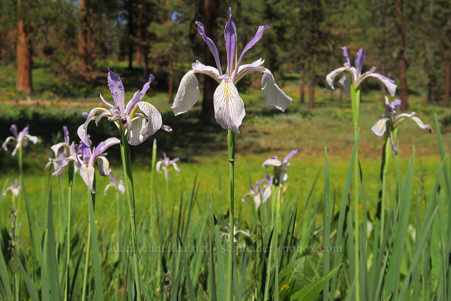 western blue flag iris (Iris missouriensis) [Forest Road 22, Ochoco National Forest, Crook County, Oregon]