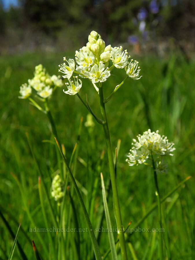 meadow death-camas (Toxicoscordion venenosum (Zigadenus venenosus)) [Forest Road 22, Ochoco National Forest, Crook County, Oregon]