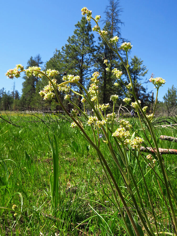Oregon saxifrage (Micranthes oregana (Saxifraga oregana)) [Forest Road 22, Ochoco National Forest, Crook County, Oregon]