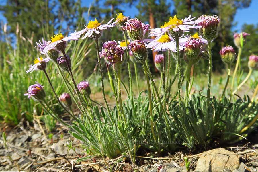 purple cushion fleabane (Erigeron poliospermus) [Forest Road 3010-150, Ochoco National Forest, Crook County, Oregon]