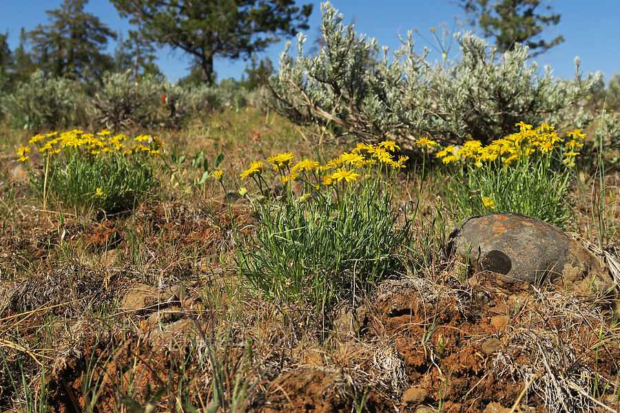 desert yellow daisies (Erigeron linearis) [Forest Road 3010, Ochoco National Forest, Crook County, Oregon]