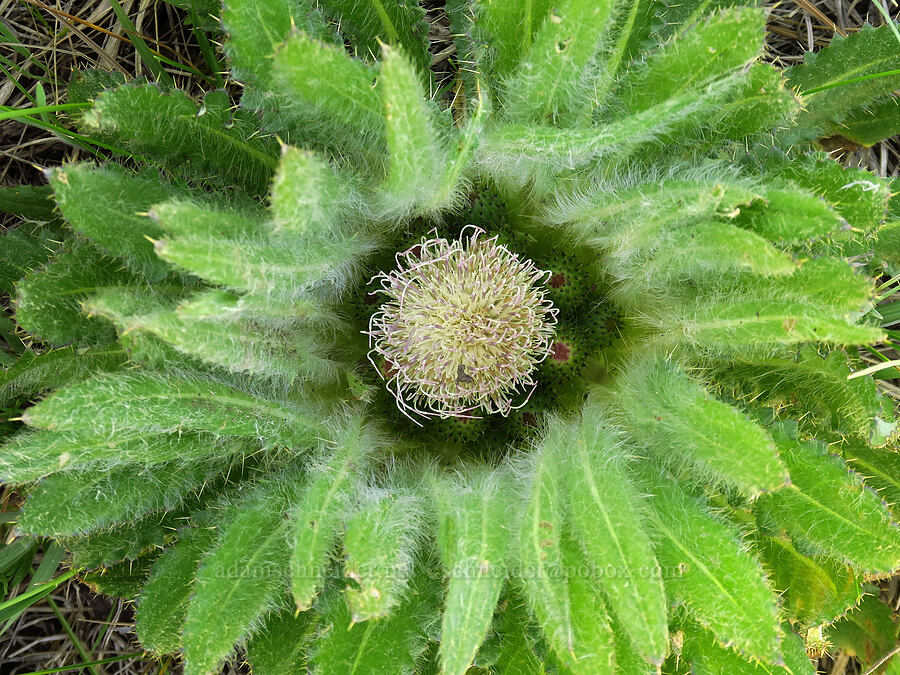 elk thistle (Cirsium scariosum) [North Fork Crooked River, Ochoco National Forest, Crook County, Oregon]