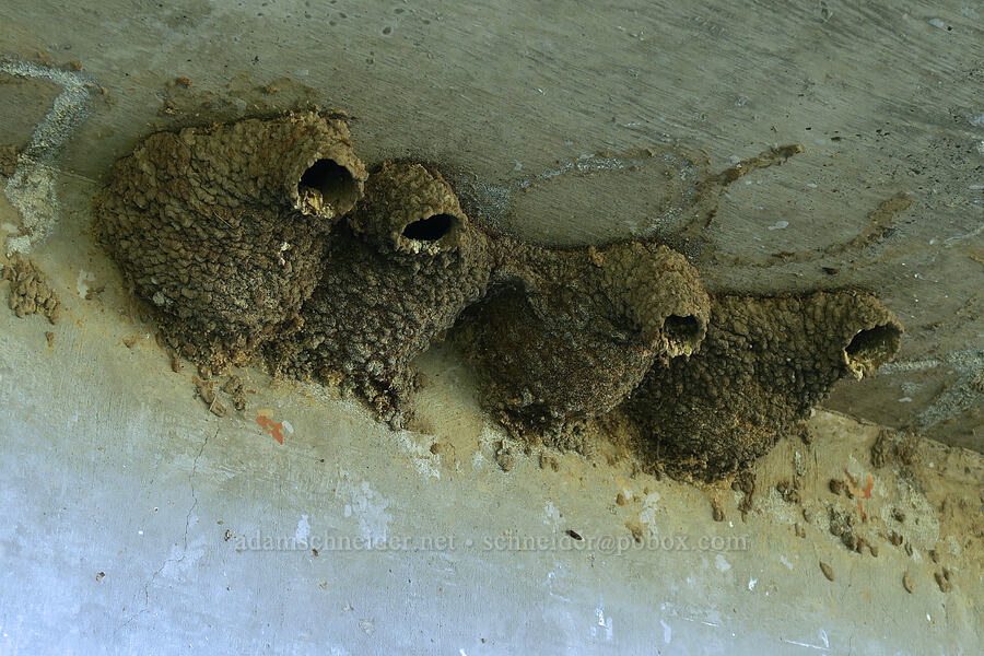 cliff swallow nests (Petrochelidon pyrrhonota) [North Fork Crooked River, Ochoco National Forest, Crook County, Oregon]