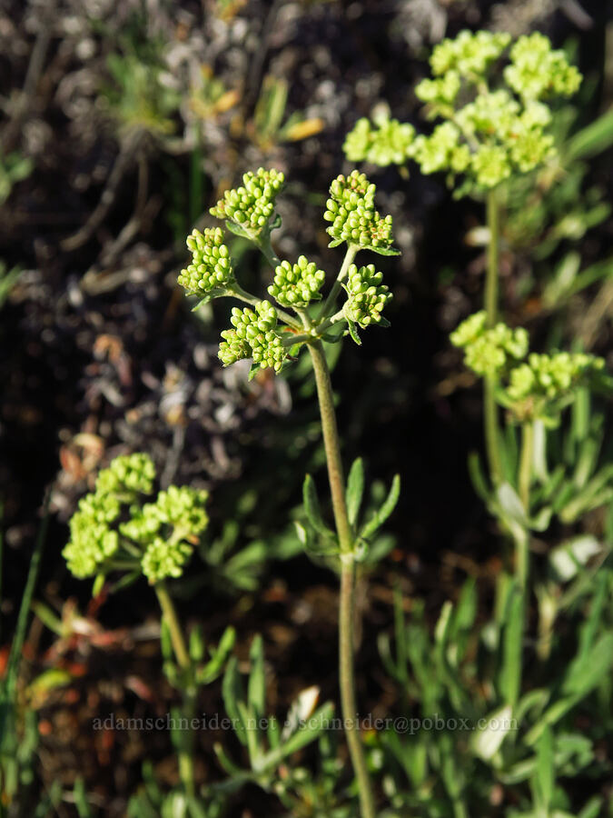 parsnip-flower buckwheat, budding (Eriogonum heracleoides) [Forest Road 3010, Ochoco National Forest, Crook County, Oregon]