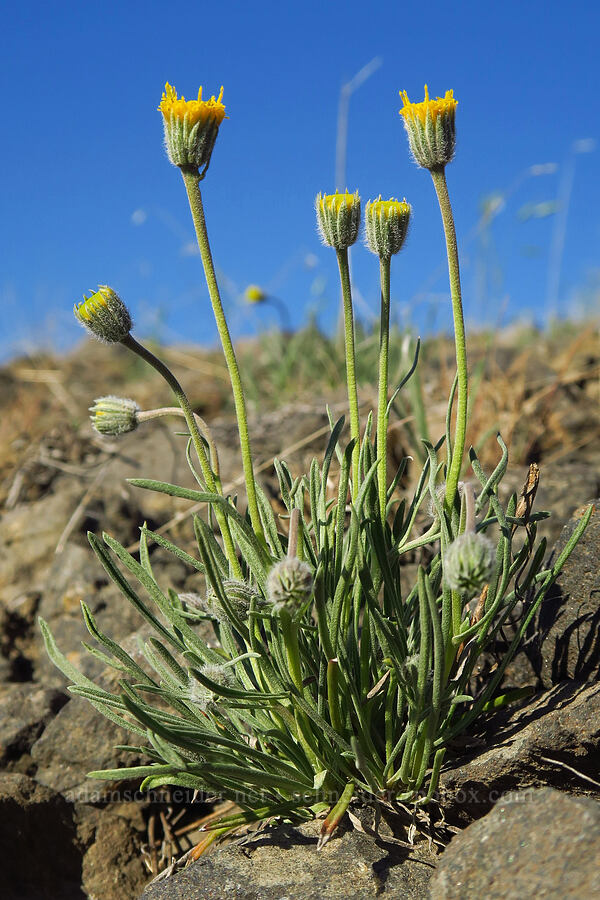 scabland fleabane (Erigeron bloomeri var. bloomeri) [Forest Road 3010, Ochoco National Forest, Crook County, Oregon]