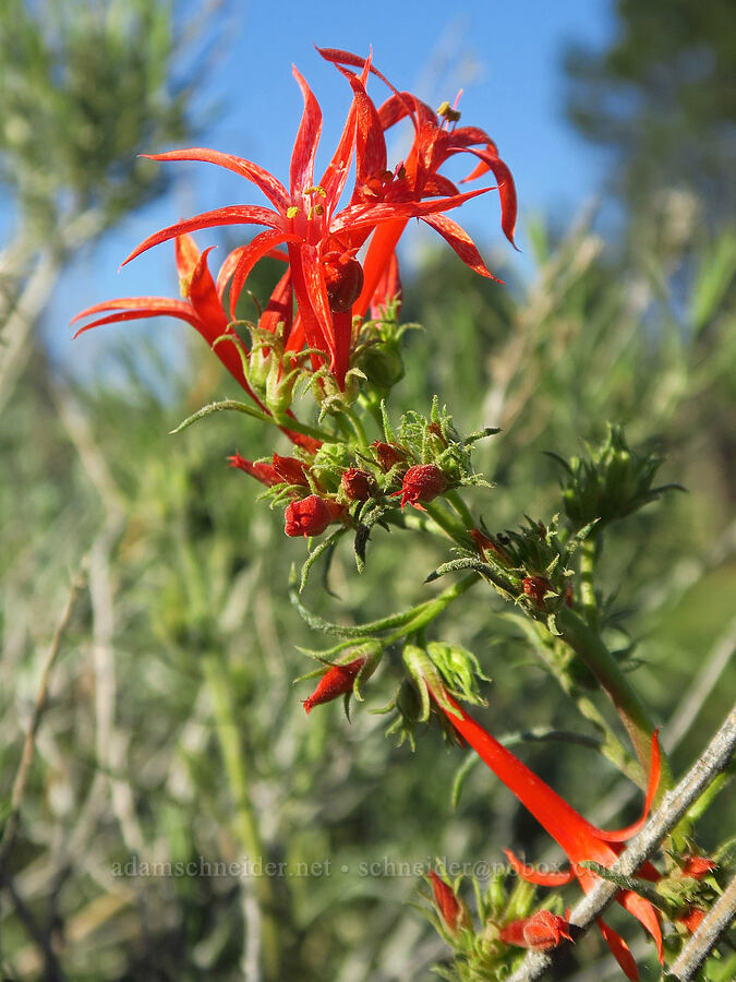 scarlet gilia (Ipomopsis aggregata) [Forest Road 3010, Ochoco National Forest, Crook County, Oregon]