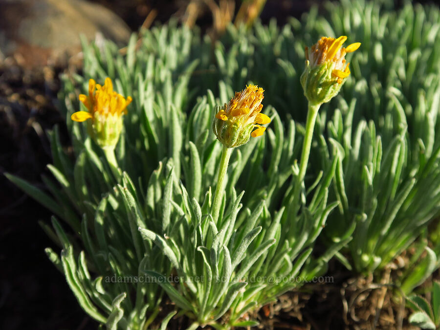 woolly goldenweed (Stenotus lanuginosus (Haplopappus lanuginosus)) [Williams Prairie, Ochoco National Forest, Crook County, Oregon]