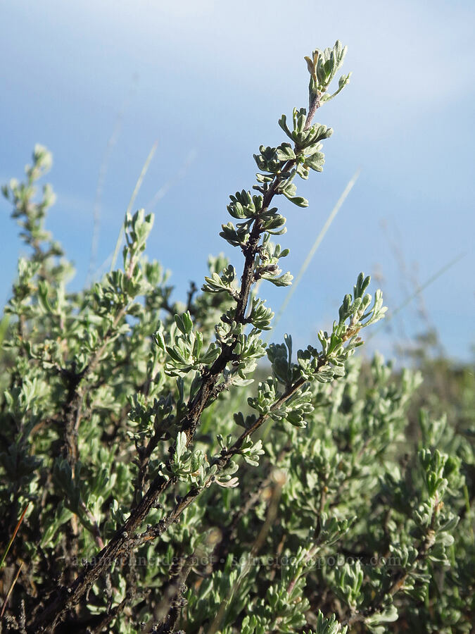 low sagebrush (Artemisia arbuscula) [Williams Prairie, Ochoco National Forest, Crook County, Oregon]