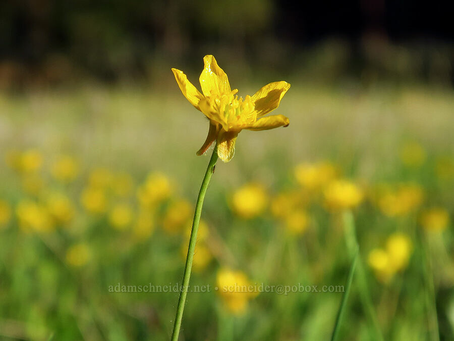 buttercup (Ranunculus sp.) [Hickey Meadow, Ochoco National Forest, Crook County, Oregon]