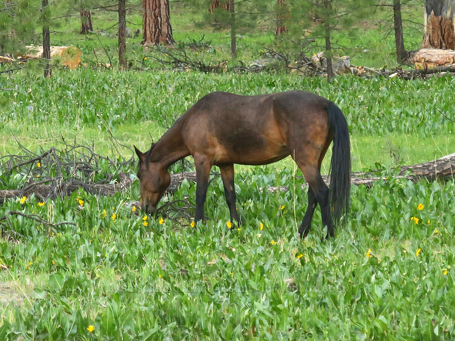 wild horse (Equus ferus) [Forest Road 22, Ochoco National Forest, Crook County, Oregon]