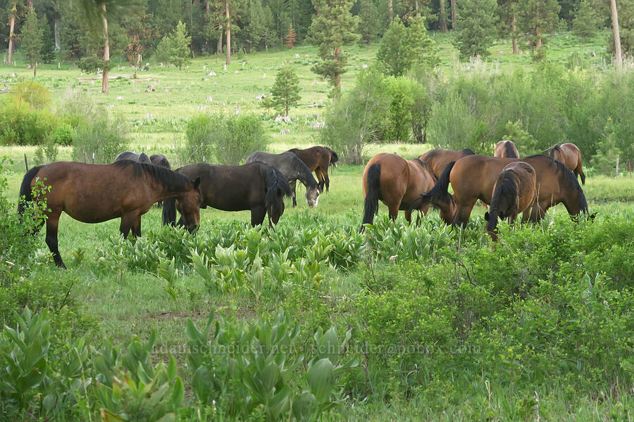 wild horses (Equus ferus) [Forest Road 22, Ochoco National Forest, Crook County, Oregon]