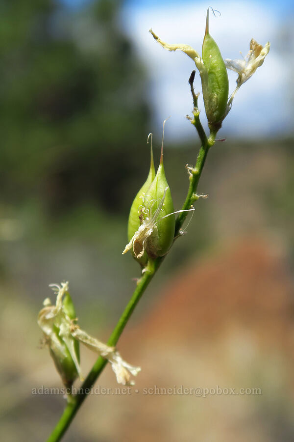 Idaho milik-vetch pods (Astragalus conjunctus) [Whychus Canyon Preserve, Deschutes County, Oregon]