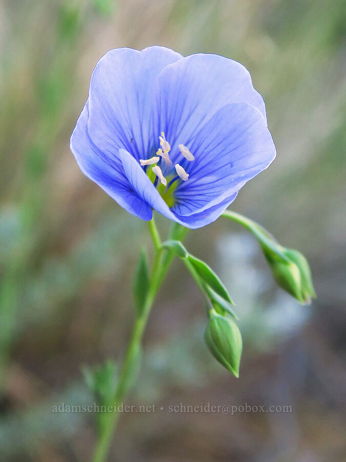 blue flax (Linum lewisii (Linum perenne var. lewisii)) [Whychus Canyon Preserve, Deschutes County, Oregon]
