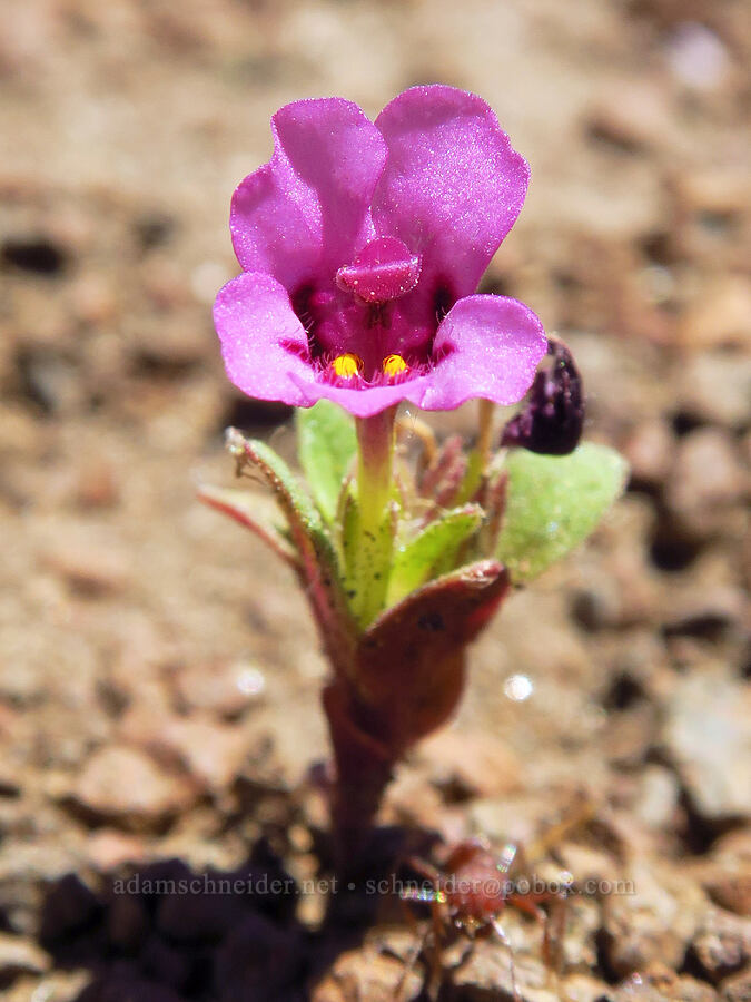 dwarf pink monkeyflowers (Diplacus nanus (Mimulus nanus)) [Whychus Canyon Preserve, Deschutes County, Oregon]
