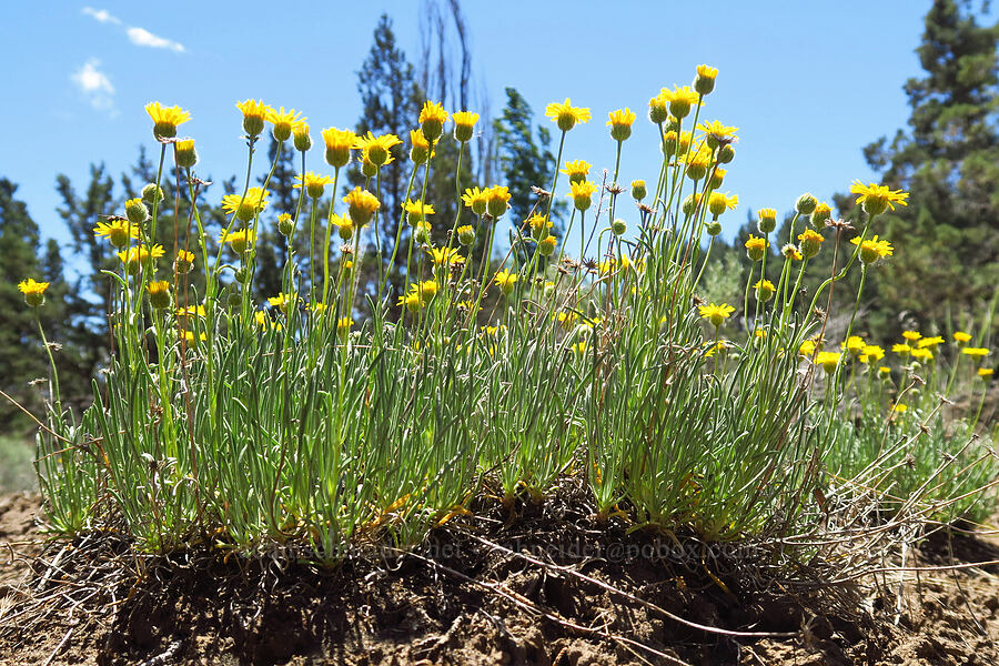 desert yellow daisies (Erigeron linearis) [Camp Polk Meadow Preserve, Deschutes County, Oregon]
