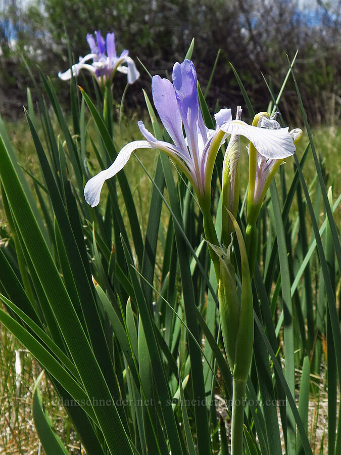western blue flag iris (Iris missouriensis) [Indian Ford Meadow Preserve, Deschutes County, Oregon]