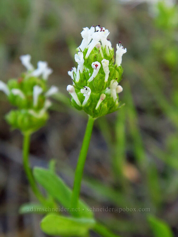 white plectritis (Plectritis macrocera) [Indian Ford Meadow Preserve, Deschutes County, Oregon]
