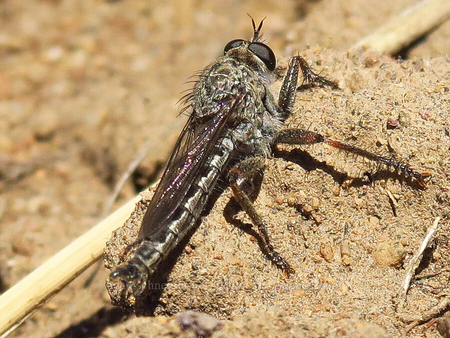 robber fly [Indian Ford Meadow Preserve, Deschutes County, Oregon]