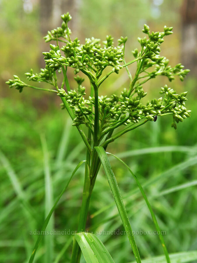 small-fruited bulrush, budding (Scirpus microcarpus) [Indian Ford Campground, Deschutes National Forest, Deschutes County, Oregon]