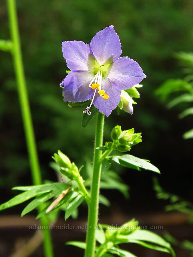 western Jacob's-ladder (Polemonium occidentale) [Indian Ford Campground, Deschutes National Forest, Deschutes County, Oregon]