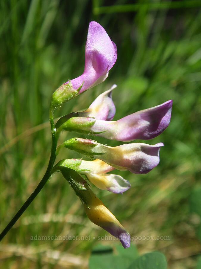 American vetch (Vicia americana) [Indian Ford Campground, Deschutes National Forest, Deschutes County, Oregon]