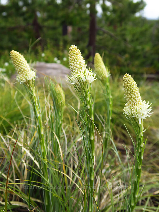 beargrass (Xerophyllum tenax) [Santiam Pass Trailhead, Willamette National Forest, Linn County, Oregon]