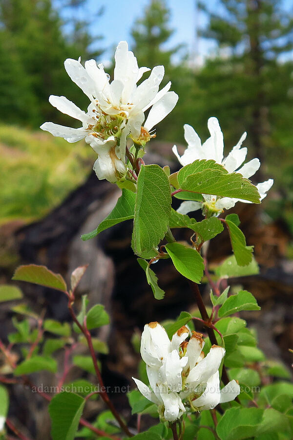 serviceberry flowers (Amelanchier alnifolia) [Santiam Pass Trailhead, Willamette National Forest, Linn County, Oregon]
