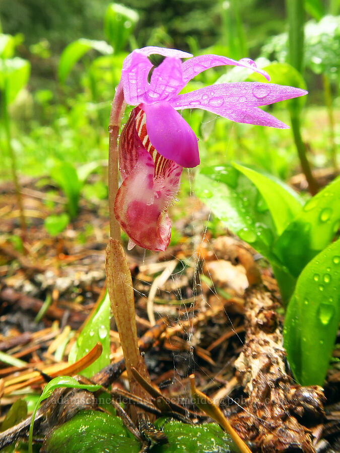 calypso orchid (fairy's-slipper) (Calypso bulbosa) [Tombstone Prairie, Willamette National Forest, Linn County, Oregon]