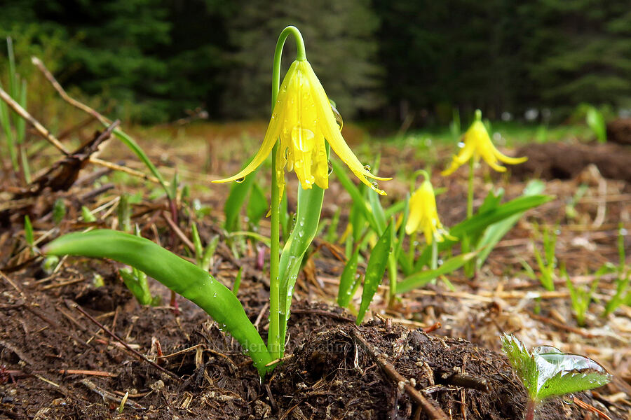 glacier lilies (Erythronium grandiflorum) [Tombstone Prairie, Willamette National Forest, Linn County, Oregon]