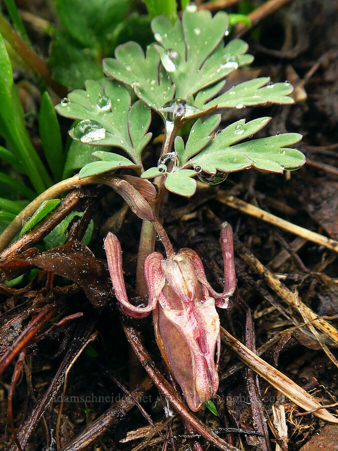 steer's-head, going to seed (Dicentra uniflora) [Tombstone Prairie, Willamette National Forest, Linn County, Oregon]