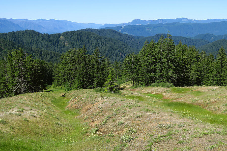 Table Mountain & furrowed meadows [Forest Road 6808, Gifford Pinchot National Forest, Skamania County, Washington]