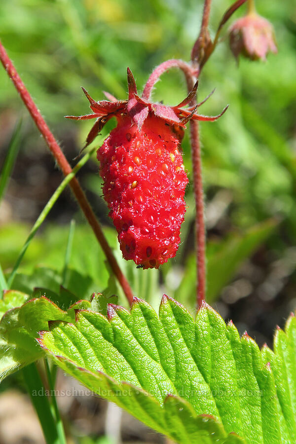 huge wild strawberry (Fragaria vesca) [Forest Road 6808, Gifford Pinchot National Forest, Skamania County, Washington]