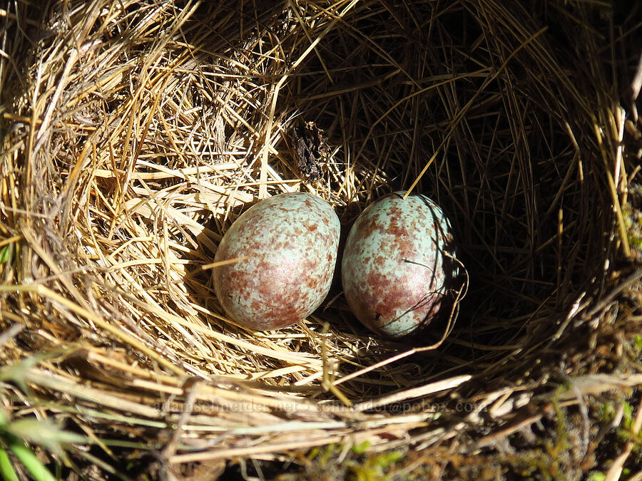 white-crowned sparrow nest & eggs (Zonotrichia leucophrys) [Forest Road 6808, Gifford Pinchot National Forest, Skamania County, Washington]