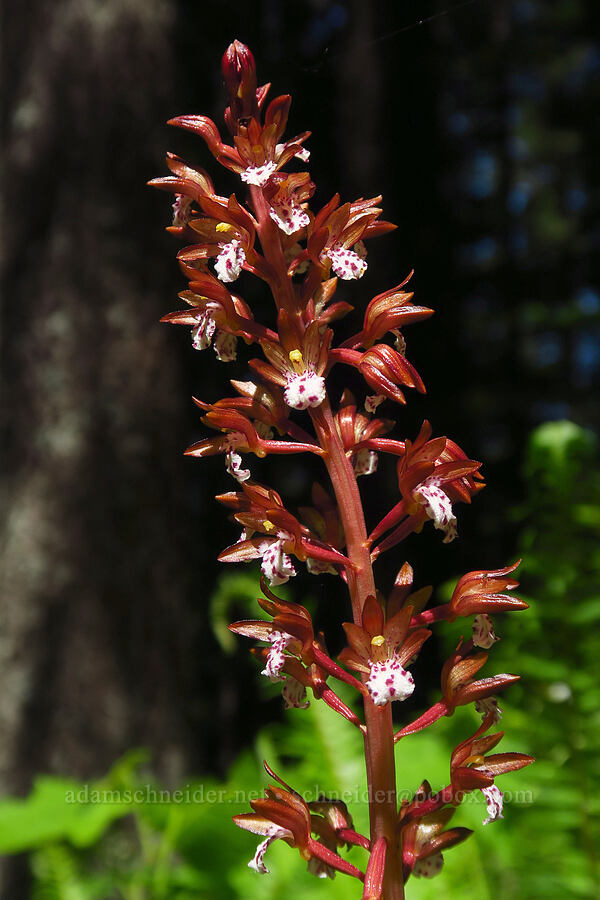 spotted coral-root orchid (Corallorhiza maculata) [Forest Road 6808, Gifford Pinchot National Forest, Skamania County, Washington]