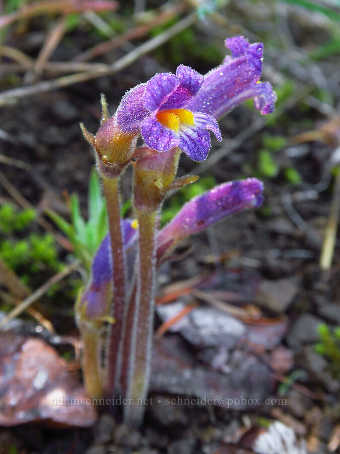 naked broomrape (Aphyllon purpureum (Orobanche uniflora)) [below Grassy Knoll, Gifford Pinchot National Forest, Skamania County, Washington]