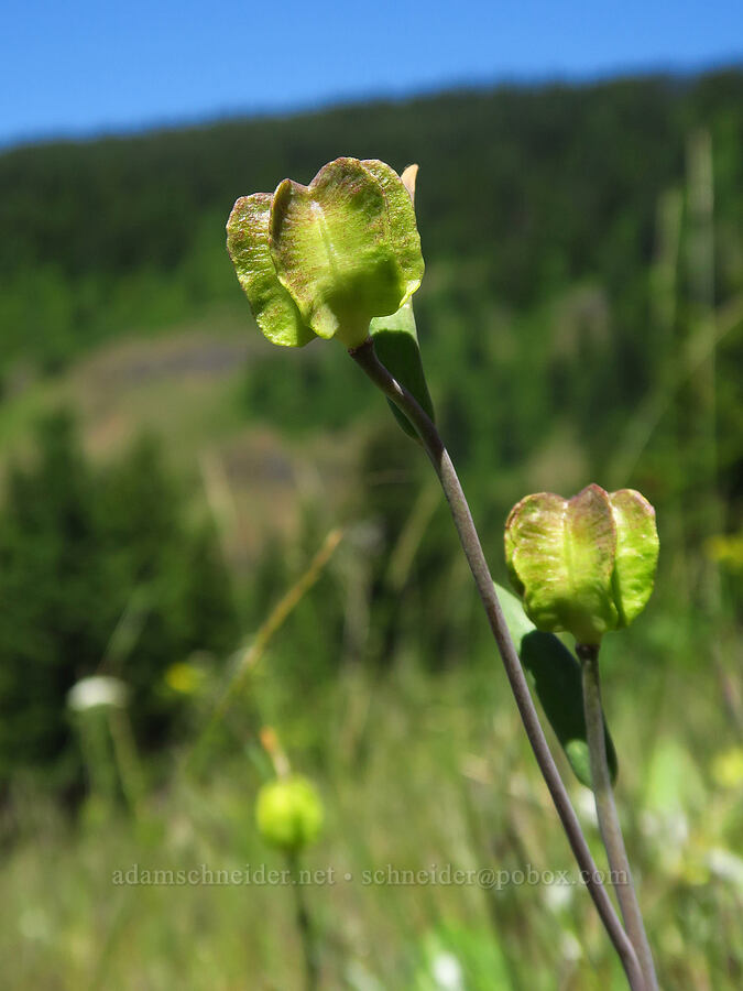 checker lily seed-pods (Fritillaria affinis) [below Grassy Knoll, Gifford Pinchot National Forest, Skamania County, Washington]
