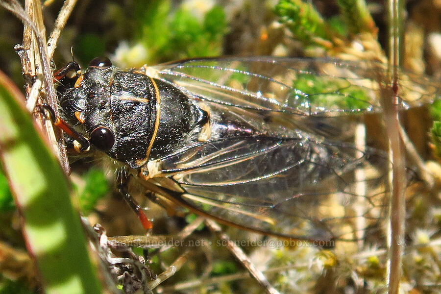 cicada (Platypedia sp.) [below Grassy Knoll, Gifford Pinchot National Forest, Skamania County, Washington]