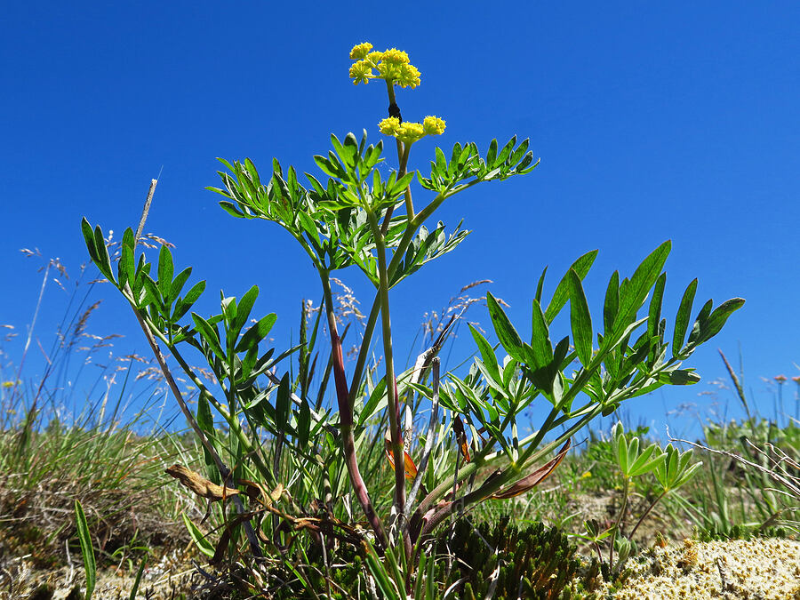 nine-leaf desert parsley, anomalous version (Lomatium triternatum var. anomalum) [below Grassy Knoll, Gifford Pinchot National Forest, Skamania County, Washington]