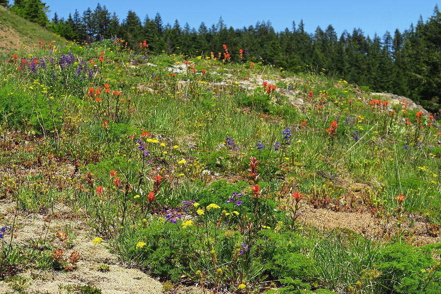 wildflowers [below Grassy Knoll, Gifford Pinchot National Forest, Skamania County, Washington]