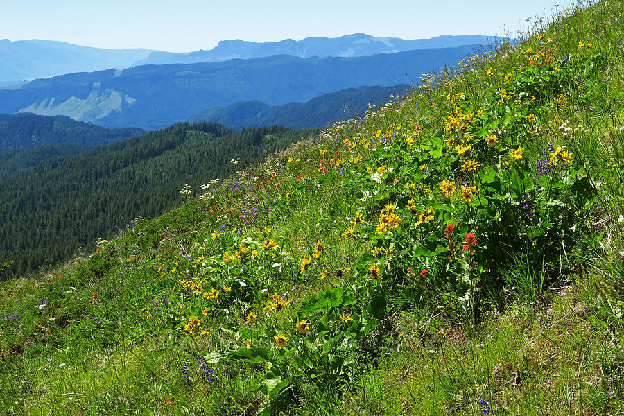 wildflowers (Balsamorhiza sp., Castilleja sp., Penstemon sp., Senecio integerrimus var. ochroleucus) [below Grassy Knoll, Gifford Pinchot National Forest, Skamania County, Washington]
