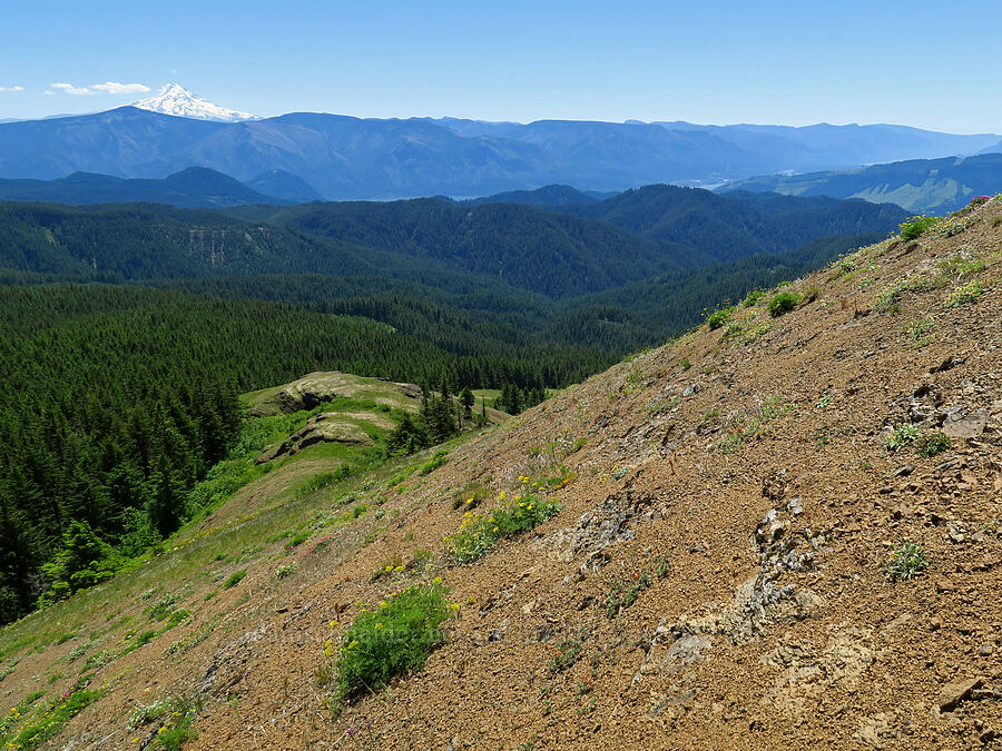 Mount Hood, the Columbia River, & the ridge below Grassy Knoll [below Grassy Knoll, Gifford Pinchot National Forest, Skamania County, Washington]