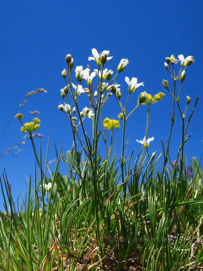 slender mountain sandwort (Eremogone capillaris (Arenaria capillaris)) [Grassy Knoll, Gifford Pinchot National Forest, Skamania County, Washington]