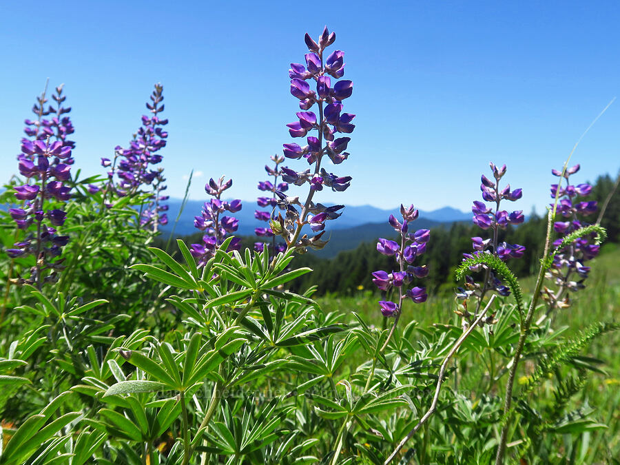 spurred lupines (Lupinus arbustus) [Grassy Knoll, Gifford Pinchot National Forest, Skamania County, Washington]