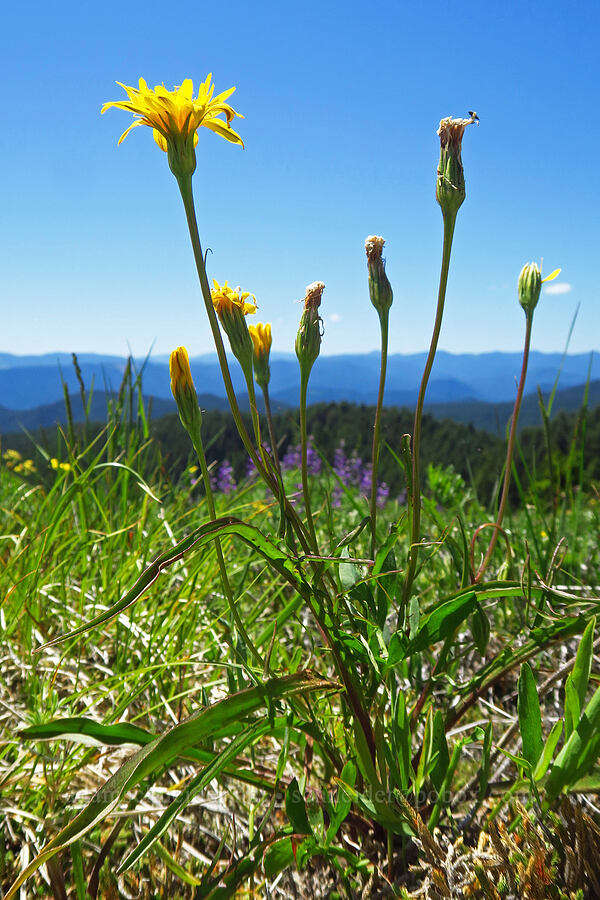 nodding microseris (Microseris nutans (Scorzonella nutans)) [Grassy Knoll, Gifford Pinchot National Forest, Skamania County, Washington]