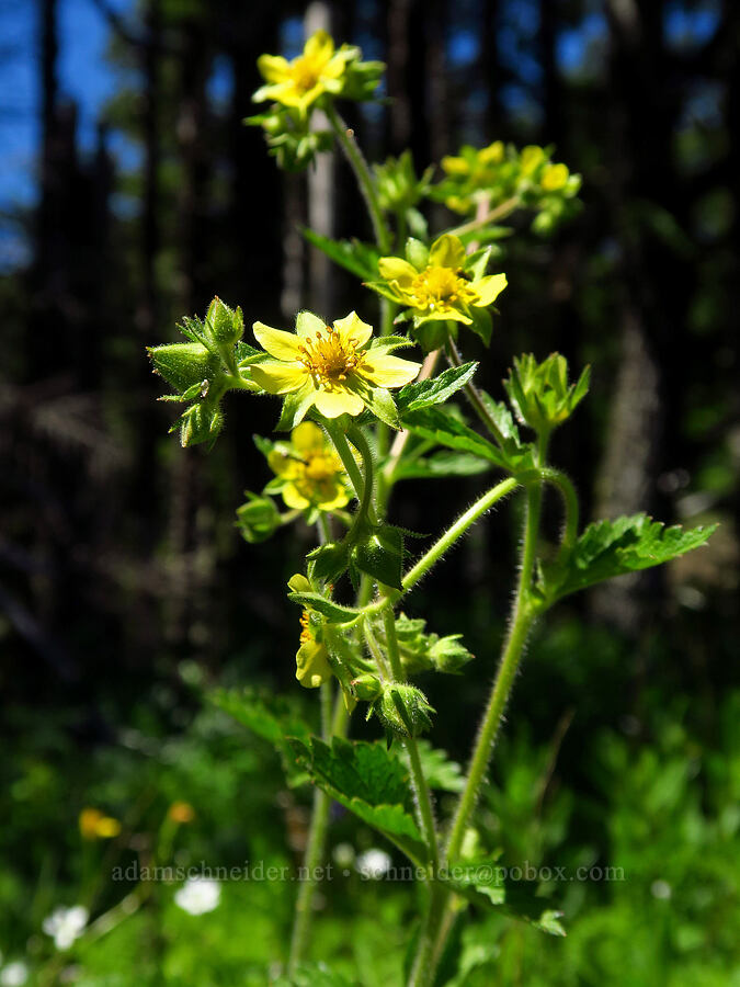 sticky cinquefoil (Drymocallis glandulosa (Potentilla glandulosa)) [Grassy Knoll Trail, Gifford Pinchot National Forest, Skamania County, Washington]