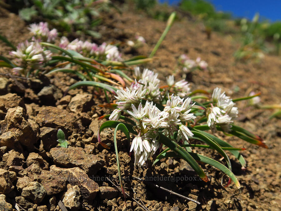 Olympic onions (Allium crenulatum) [Grassy Knoll Trail, Gifford Pinchot National Forest, Skamania County, Washington]