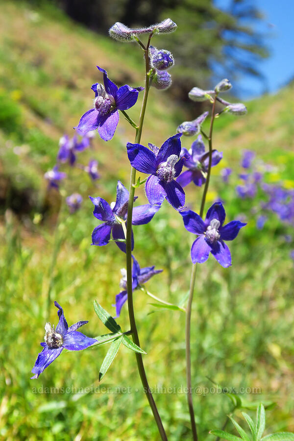 upland larkspur (Delphinium nuttallianum) [Grassy Knoll Trail, Gifford Pinchot National Forest, Skamania County, Washington]