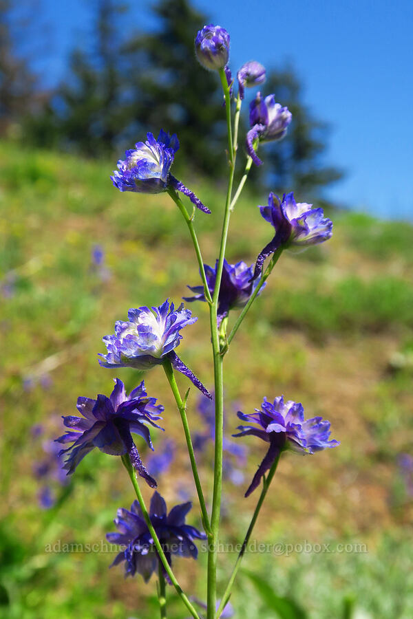 radially-symmetric larkspur (Delphinium nuttallianum) [Grassy Knoll Trail, Gifford Pinchot National Forest, Skamania County, Washington]
