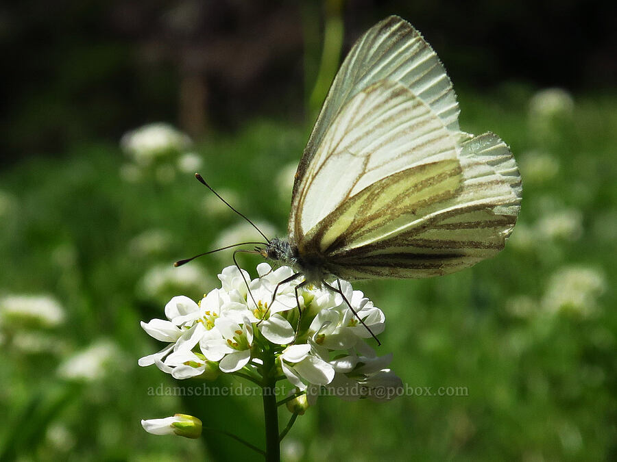 margined white butterfly on penny-cress (Pieris marginalis, Noccaea fendleri ssp. glauca (Thlaspi fendleri var. glaucum)) [Grassy Knoll Trail, Gifford Pinchot National Forest, Skamania County, Washington]